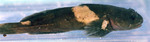 Ascelichthys rhodorus